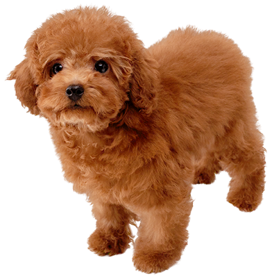 Toy Poodle