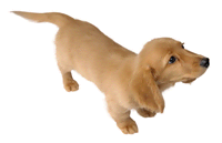 Miniature Dachshund