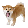Shiba Inu