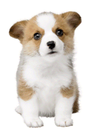 Welsh Corgi