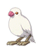 Sparrow