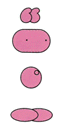 Sukapon